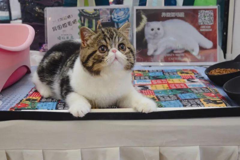 新手养猫推荐：这5种猫便宜又好养，很适合新手！(图6)