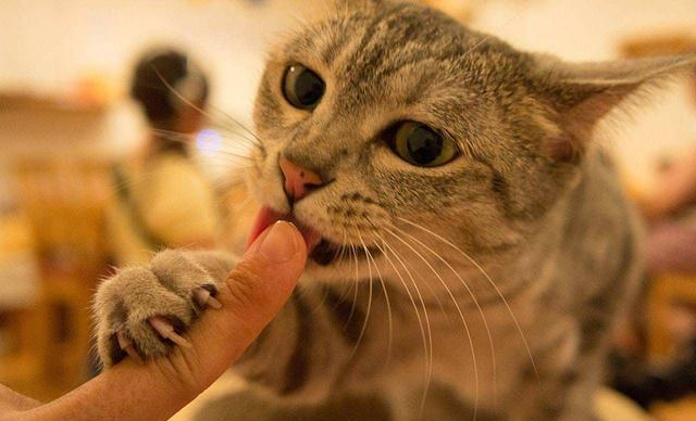 猫咪对你做了这些事，它可能觉得自己在“养”你！过来人：感觉很受宠(图4)