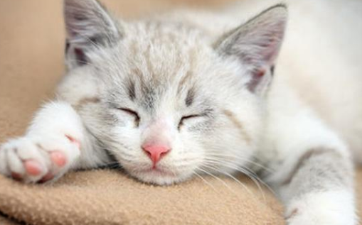 猫咪对你做了这些事，它可能觉得自己在“养”你！过来人：感觉很受宠(图1)