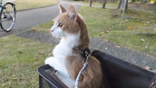 猫咪对你做了这些事，它可能觉得自己在“养”你！过来人：感觉很受宠(图2)