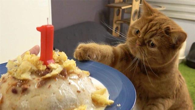 猫咪对你做了这些事，它可能觉得自己在“养”你！过来人：感觉很受宠(图5)