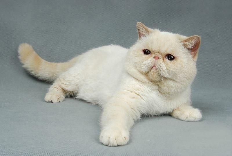 异国短毛猫多少钱一只？怎样买到一只纯种的异国短毛猫？(图3)