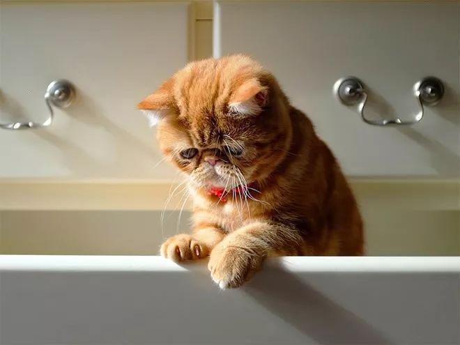 异国短毛猫多少钱一只？怎样买到一只纯种的异国短毛猫？(图5)