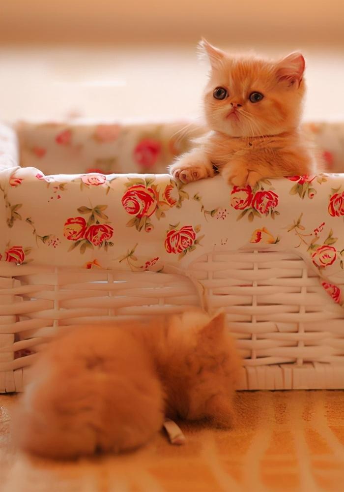 异国短毛猫多少钱一只？怎样买到一只纯种的异国短毛猫？(图6)