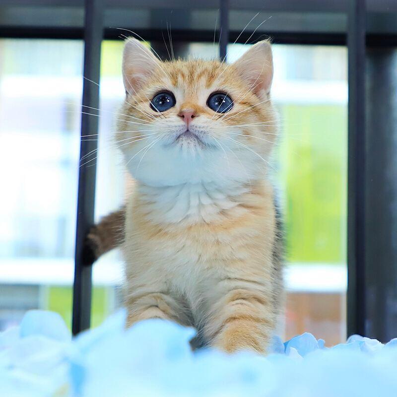 养一只英短猫多少钱？教你月均300也能养出可爱的小猫咪(图2)