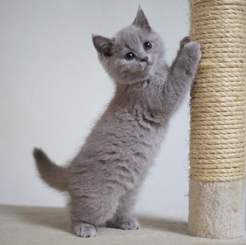 养一只英短猫多少钱？教你月均300也能养出可爱的小猫咪(图1)