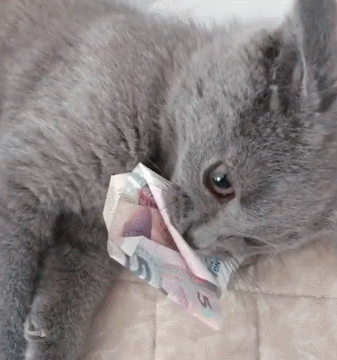 养一只英短猫多少钱？教你月均300也能养出可爱的小猫咪(图4)