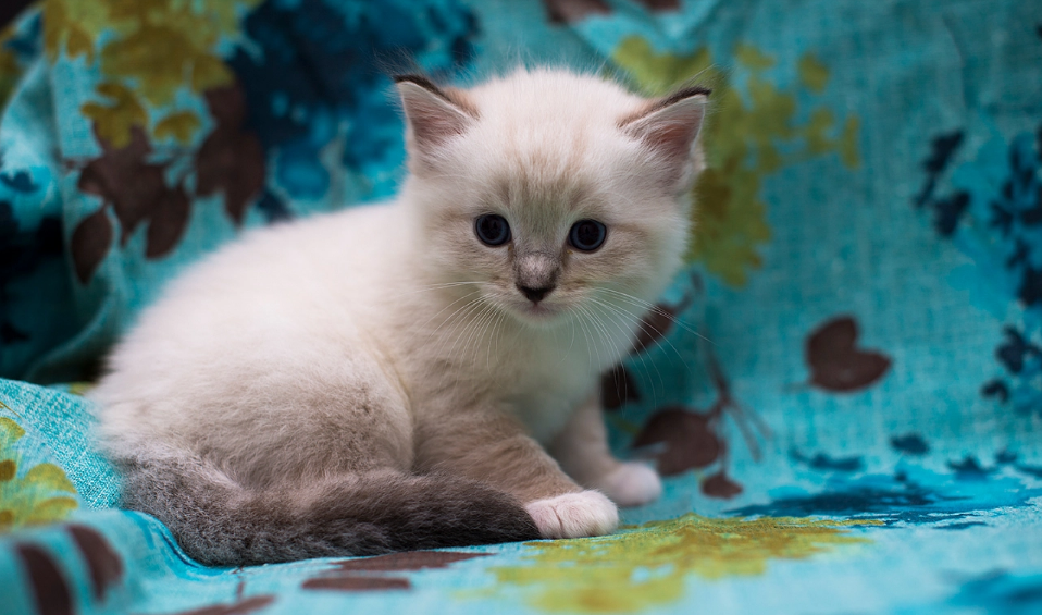 宠物店猫咪多少钱一只？猫咪的价格分析(图1)