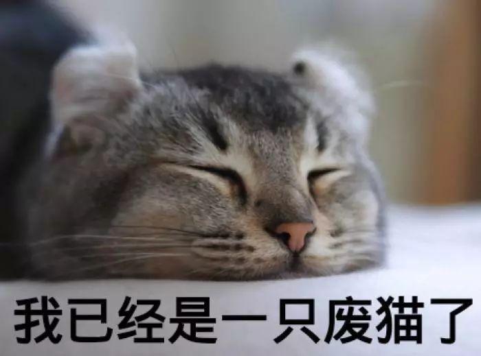 夏季如何帮猫猫降温？单纯剪毛与开空调无济于事！(图7)