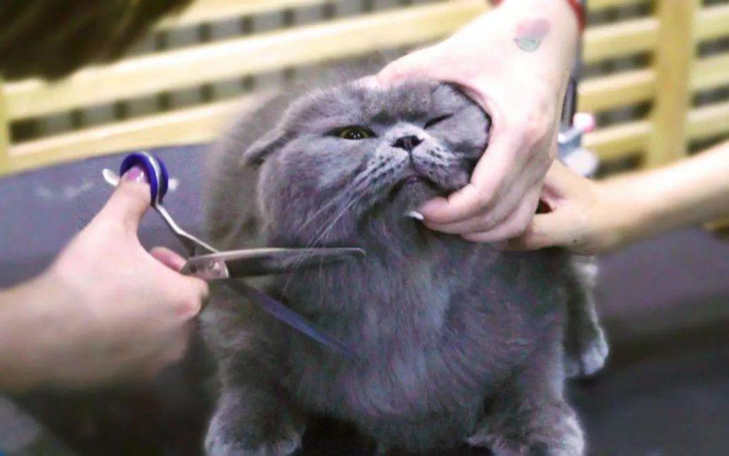 夏季如何帮猫猫降温？单纯剪毛与开空调无济于事！(图3)