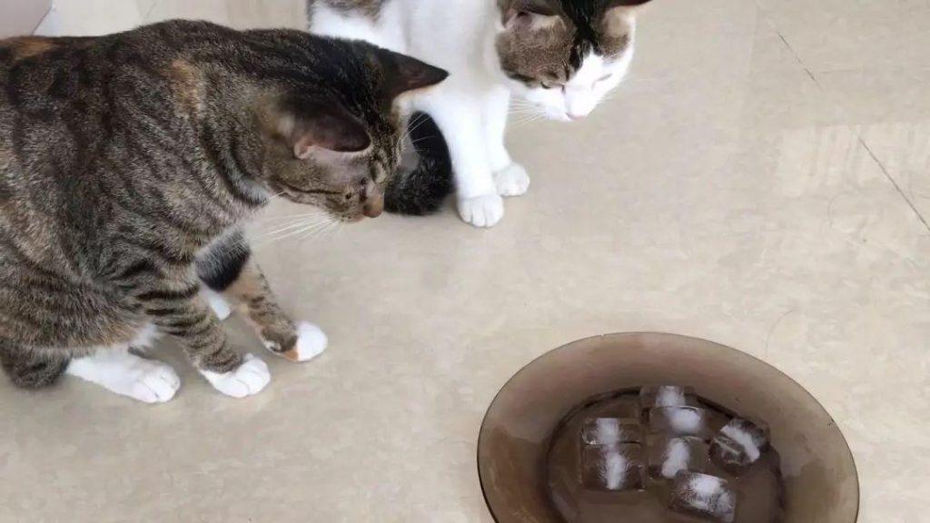 夏季如何帮猫猫降温？单纯剪毛与开空调无济于事！(图5)