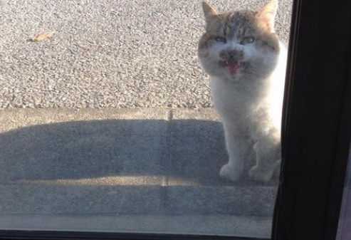 命令店家开门让它进去 我行我素的猫咪超霸气(图1)