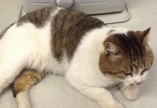 命令店家开门让它进去 我行我素的猫咪超霸气(图2)