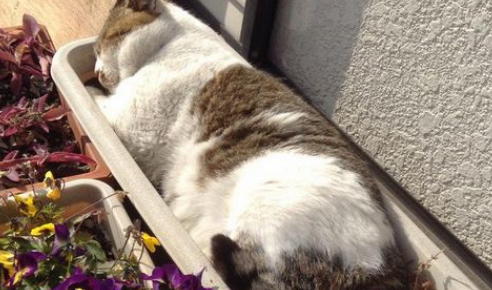 命令店家开门让它进去 我行我素的猫咪超霸气(图3)