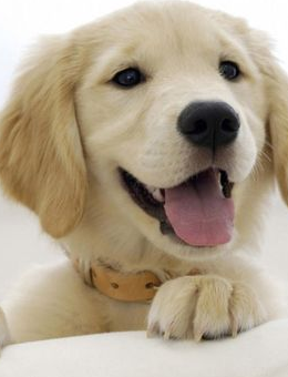 金毛真的就比拉布拉多聪明吗？看完这6点，你就会明白（建议穷人养的10种狗）(图2)