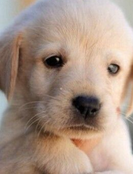 金毛真的就比拉布拉多聪明吗？看完这6点，你就会明白（建议穷人养的10种狗）(图3)