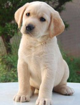 金毛真的就比拉布拉多聪明吗？看完这6点，你就会明白（建议穷人养的10种狗）(图1)