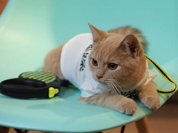 如何领养一只猫？流浪猫喂养指南(图1)