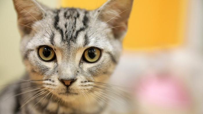 如何领养一只猫？流浪猫喂养指南(图4)