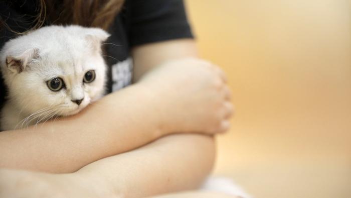 如何领养一只猫？流浪猫喂养指南(图5)