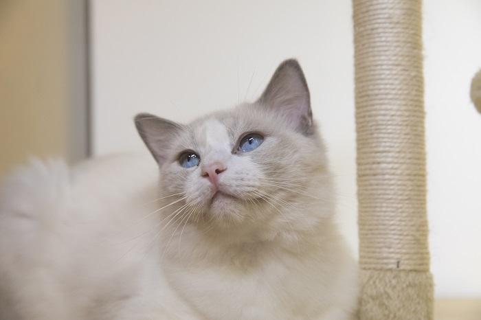 如何领养一只猫？流浪猫喂养指南(图6)