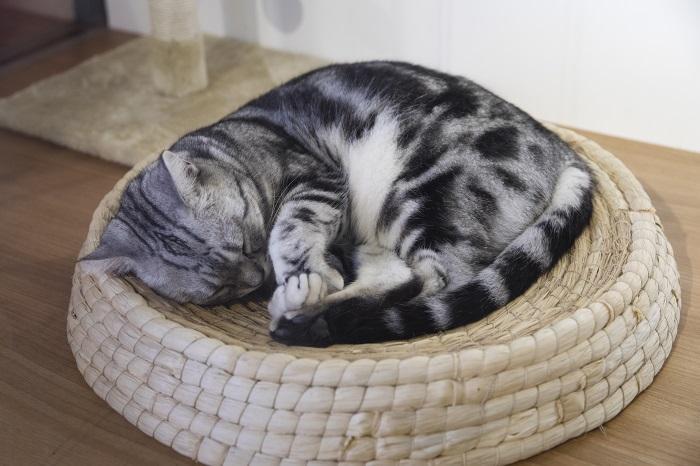 如何领养一只猫？流浪猫喂养指南(图7)