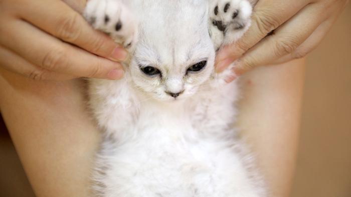 如何领养一只猫？流浪猫喂养指南(图8)