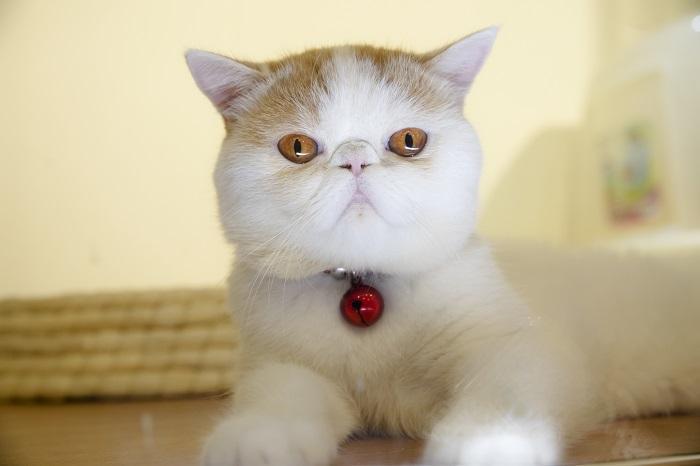 如何领养一只猫？流浪猫喂养指南(图9)