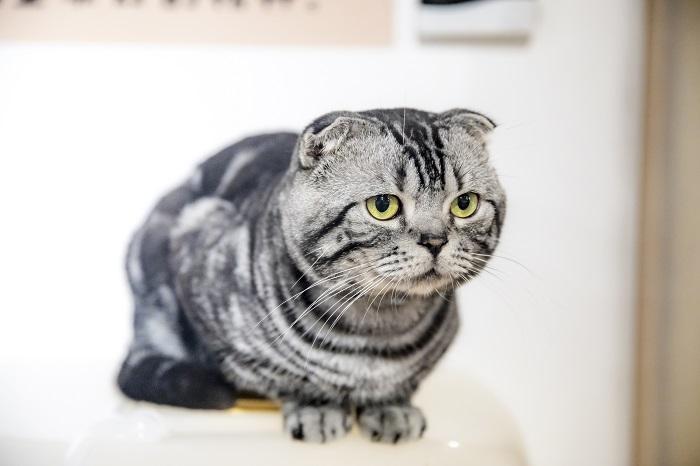 如何领养一只猫？流浪猫喂养指南(图11)