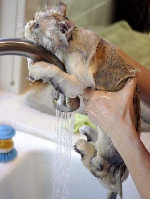 “养猫10年，只给猫咪洗过一次澡”：猫咪一生不洗澡可以吗？(图2)