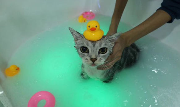 “养猫10年，只给猫咪洗过一次澡”：猫咪一生不洗澡可以吗？(图3)