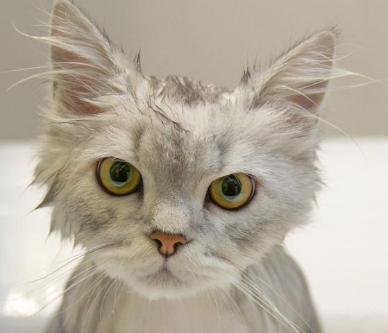 “养猫10年，只给猫咪洗过一次澡”：猫咪一生不洗澡可以吗？(图5)