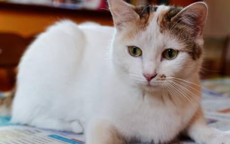 猫咪也会拆家？宠主要收好这3样东西，小心喵星人蠢蠢欲动(图1)