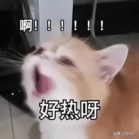 猫咪正常生活的温度是多少？猫咪感觉到热的表现有哪些？(图1)