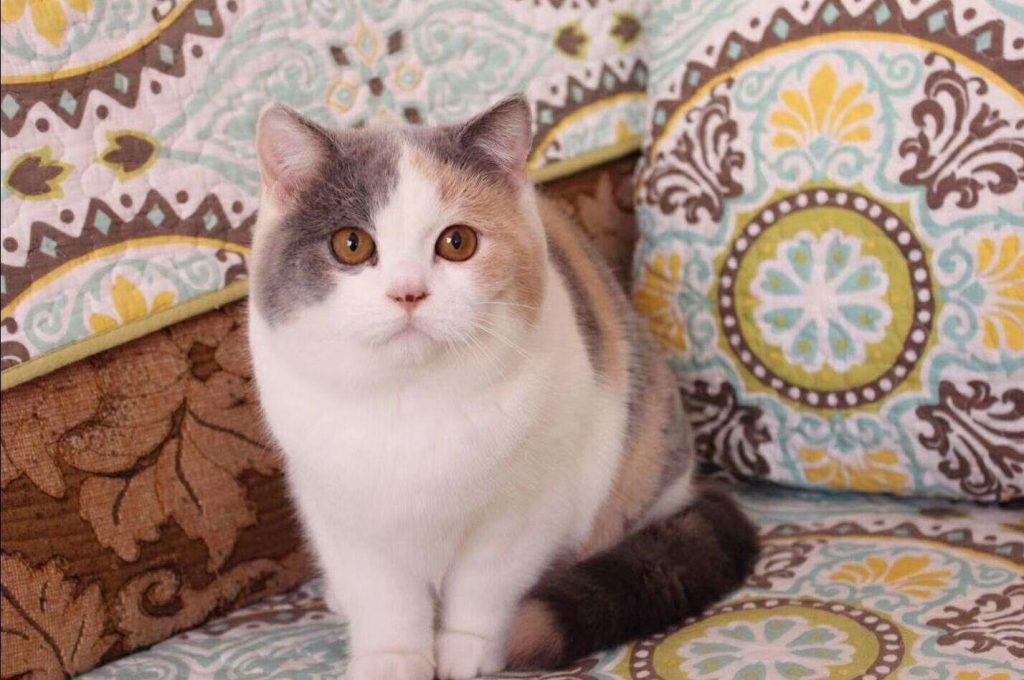 英短猫最常见的7种颜色，附上最新价，不要买贵了(图6)