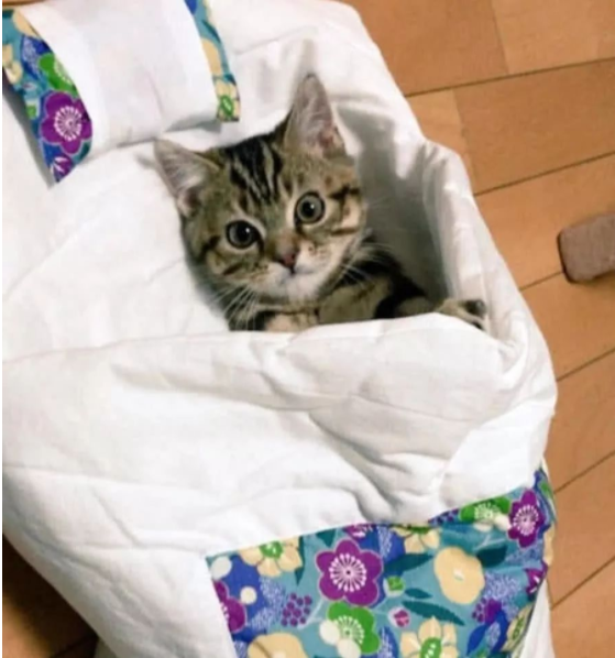 猫咪怕冷，跑到宠主床前打地铺(图1)