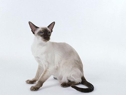 暹罗猫多少钱一只？暹罗猫市场价格？(图2)