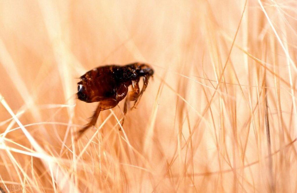 猫咪常见寄生虫及危害是什么？如何预防性驱虫？(图2)