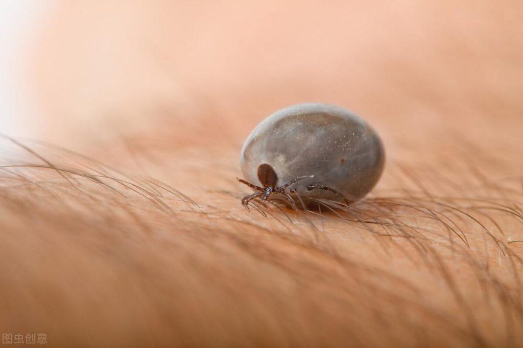 猫咪常见寄生虫及危害是什么？如何预防性驱虫？(图4)