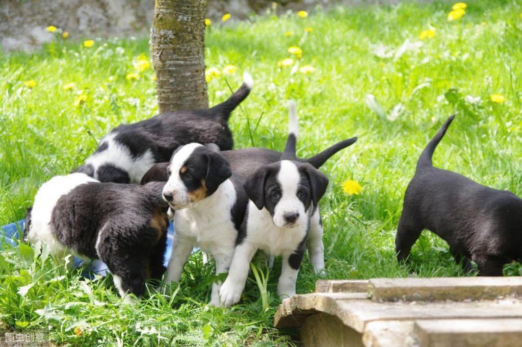 狗狗怀孕到分娩要多长时间？孕期需要注意什么？（狗狗怀孕生宝宝要多久才生）(图3)