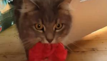 猫奴一开门超惊喜 猫咪叼着礼物走进来(图1)