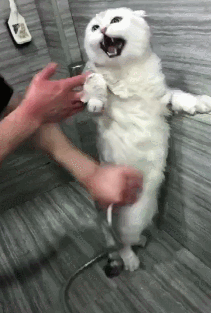 想让猫咪安全过冬，牢记这几招，保证猫咪过完冬天还是完好如初(图3)