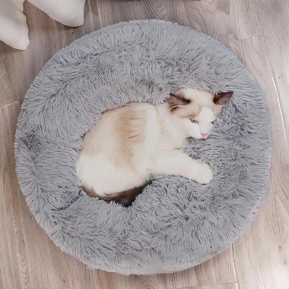 想让猫咪安全过冬，牢记这几招，保证猫咪过完冬天还是完好如初(图4)