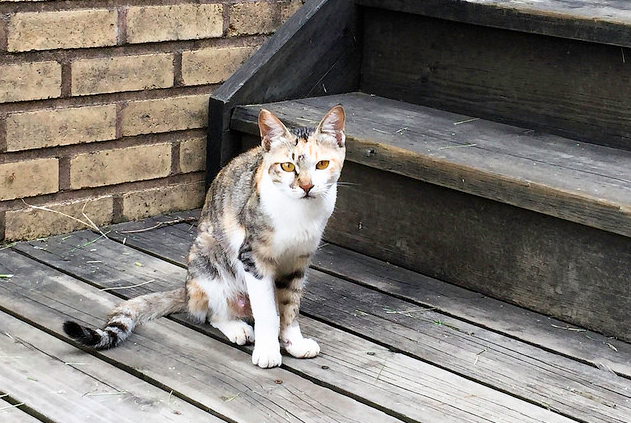 月大幼猫遭剖皮外翻能见骨 虐猫凶手竟是为70岁的老人(图2)