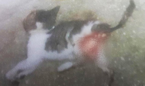 月大幼猫遭剖皮外翻能见骨 虐猫凶手竟是为70岁的老人(图1)