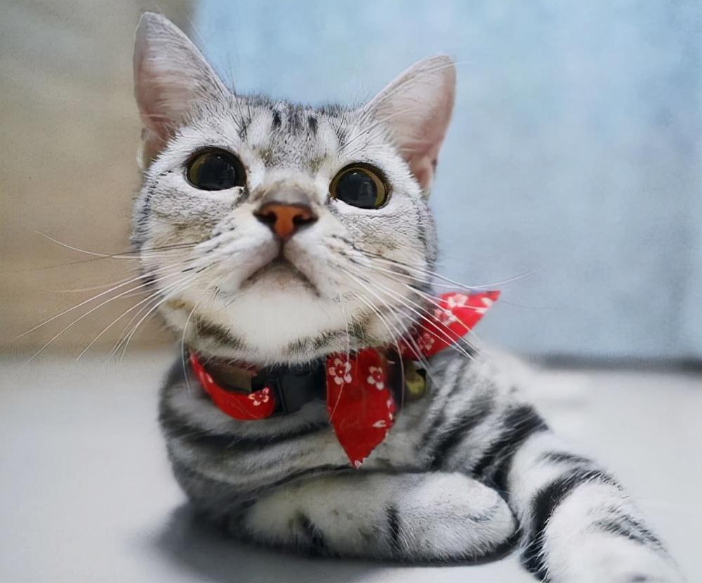 纯种美短猫”的6大特征有哪些？原来很多人养的都是串串(图1)