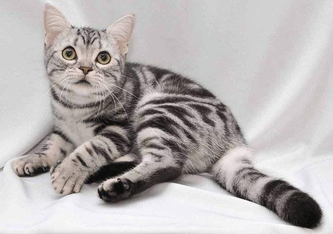 纯种美短猫”的6大特征有哪些？原来很多人养的都是串串(图2)