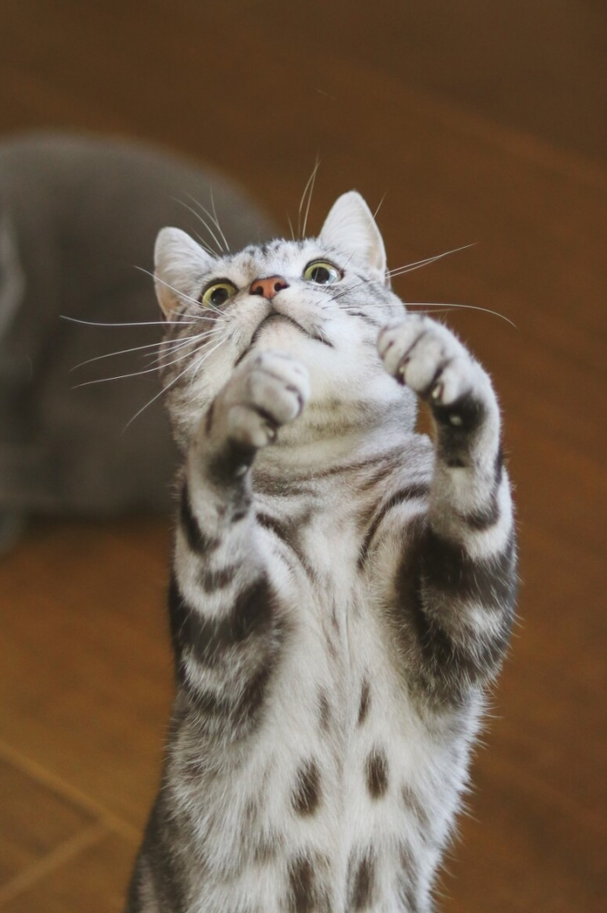 纯种美短猫”的6大特征有哪些？原来很多人养的都是串串(图4)