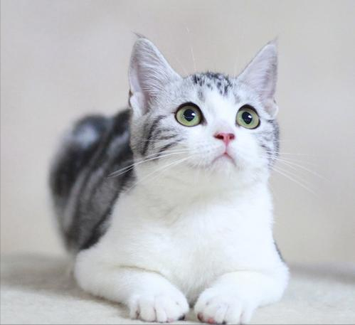 纯种美短猫”的6大特征有哪些？原来很多人养的都是串串(图5)