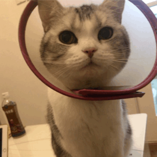 纯种美短猫”的6大特征有哪些？原来很多人养的都是串串(图6)